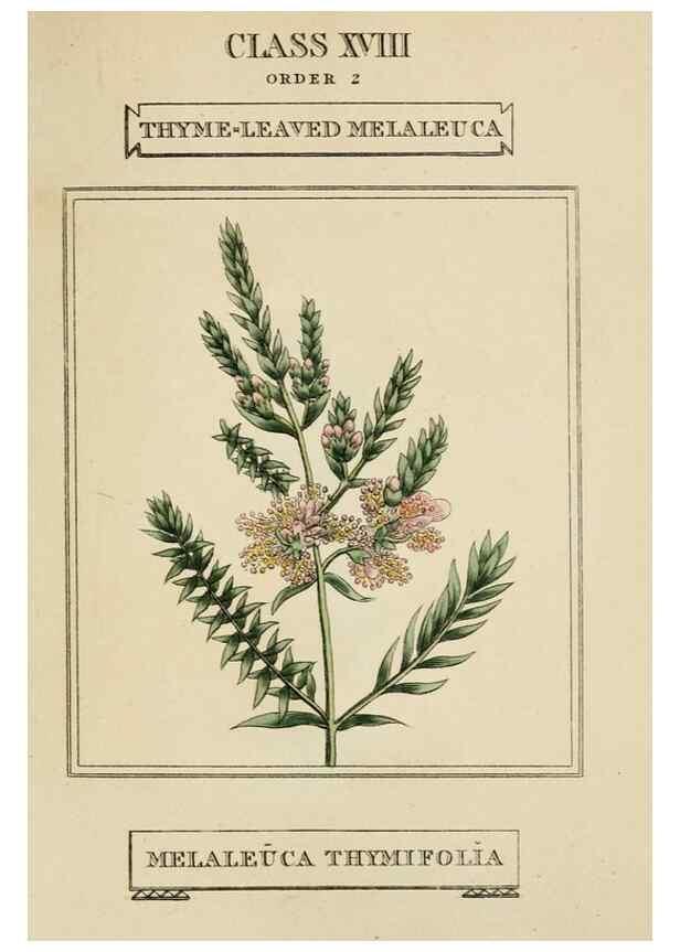 Reproducción/Reproduction 9901832836: Elements of the science of botany,. London,Printed by T. Bensley for J. Murray.1812.