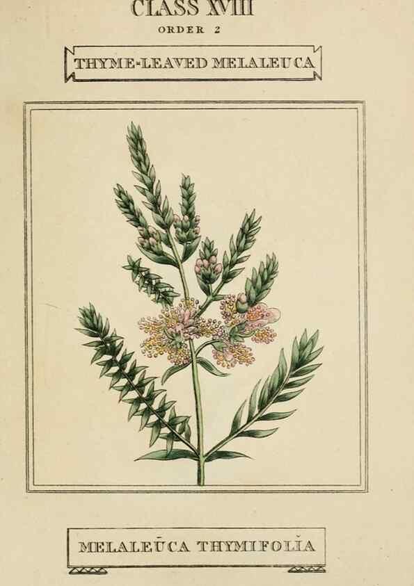 Reproducción/Reproduction 9901832836: Elements of the science of botany,. London,Printed by T. Bensley for J. Murray.1812.