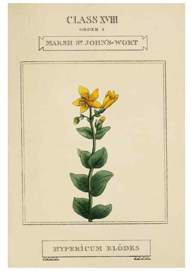 Reproducción/Reproduction 9901941953: Elements of the science of botany,. London,Printed by T. Bensley for J. Murray.1812.