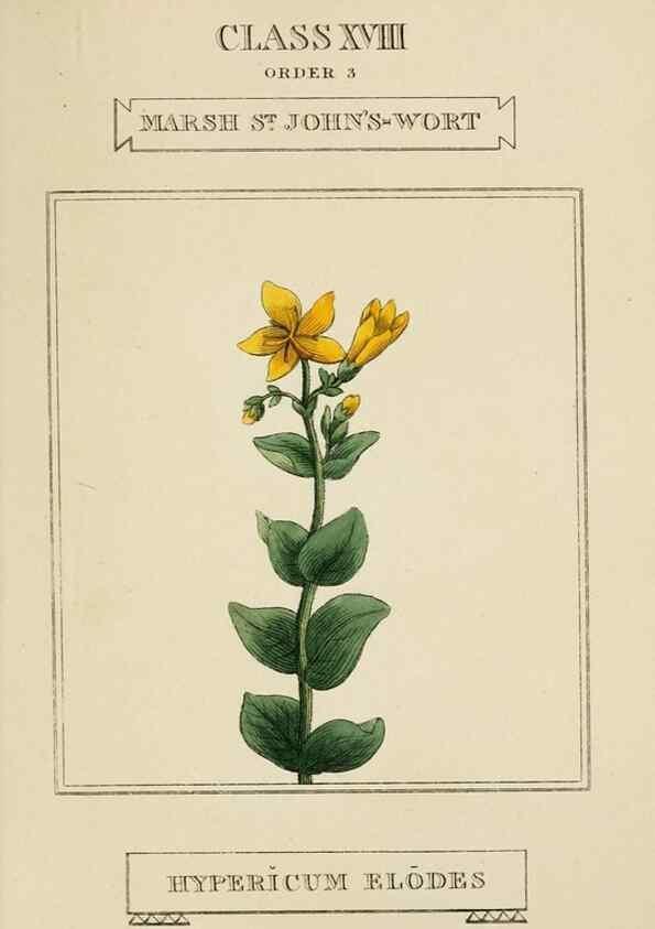 Reproducción/Reproduction 9901941953: Elements of the science of botany,. London,Printed by T. Bensley for J. Murray.1812.