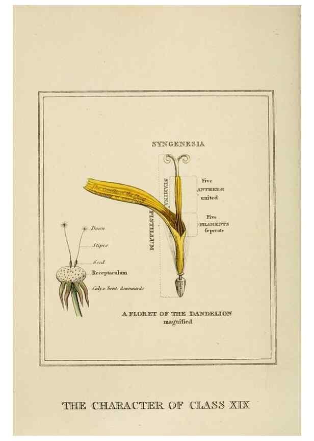 Reproducción/Reproduction 9901946553: Elements of the science of botany,. London,Printed by T. Bensley for J. Murray.1812.
