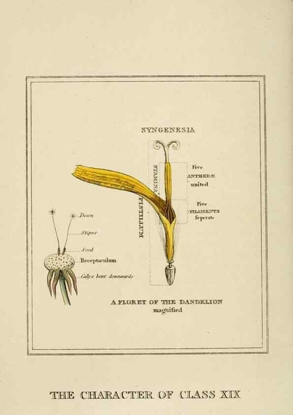 Reproducción/Reproduction 9901946553: Elements of the science of botany,. London,Printed by T. Bensley for J. Murray.1812.