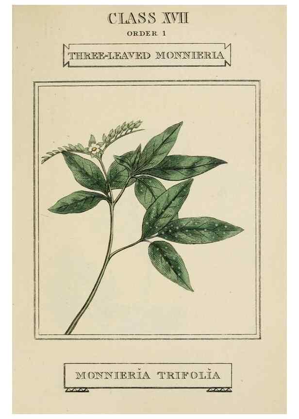 Reproducción/Reproduction 9901827774: Elements of the science of botany,. London,Printed by T. Bensley for J. Murray.1812.