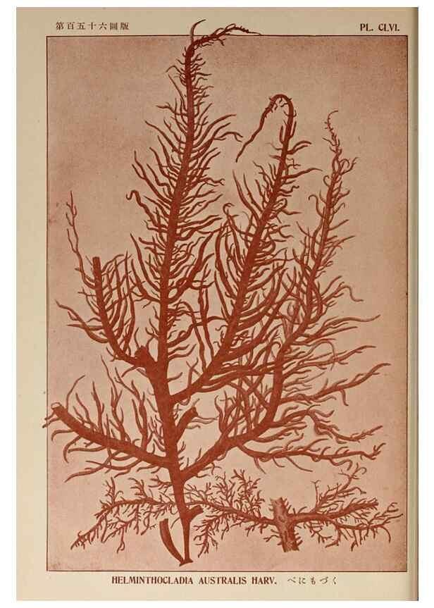 Reproducción/Reproduction 9935516336: Icones of Japanese algae.. Tokyo,Kazamashobo[1907-1942]