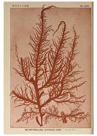 Reproducción/Reproduction 9935516336: Icones of Japanese algae.. Tokyo,Kazamashobo[1907-1942]