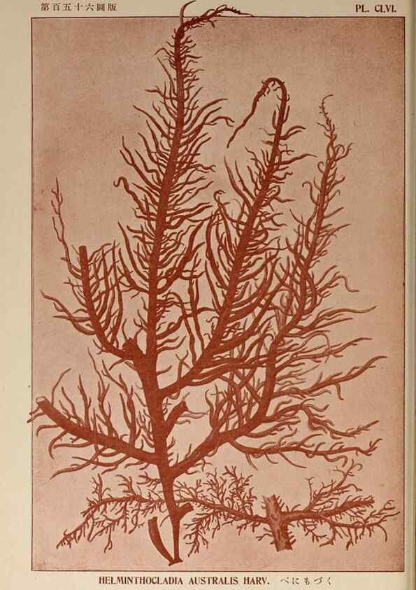 Reproducción/Reproduction 9935516336: Icones of Japanese algae.. Tokyo,Kazamashobo[1907-1942]