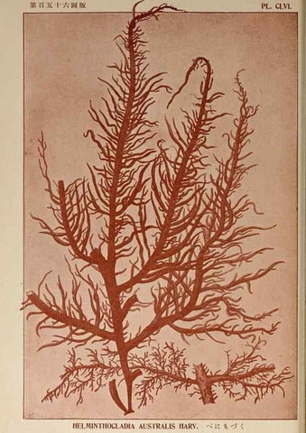 Reproducción/Reproduction 9935516336: Icones of Japanese algae.. Tokyo,Kazamashobo[1907-1942]