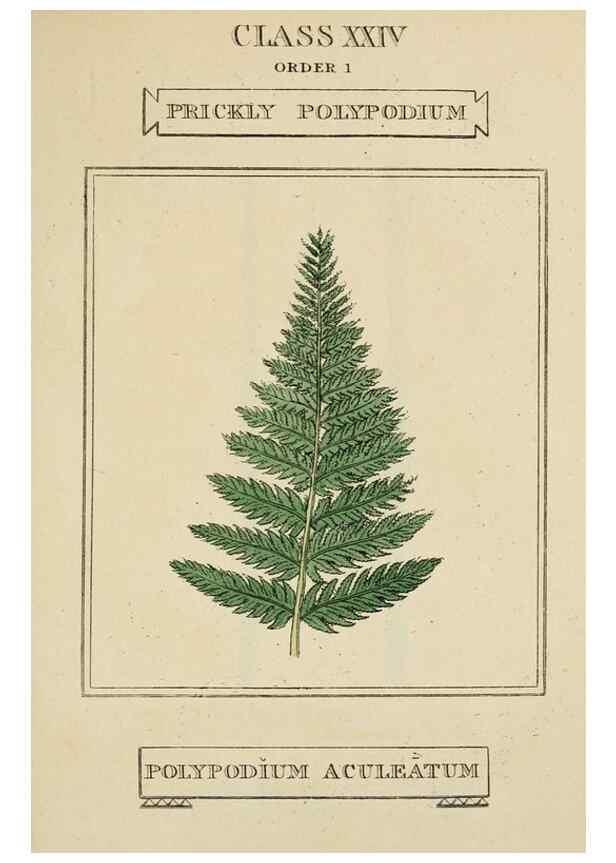 Reproducción/Reproduction 9900612923: Elements of the science of botany,. London,Printed by T. Bensley for J. Murray.1812.