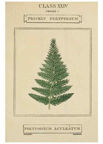 Reproducción/Reproduction 9900612923: Elements of the science of botany,. London,Printed by T. Bensley for J. Murray.1812.