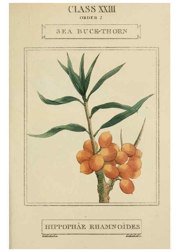 Reproducción/Reproduction 9900498416: Elements of the science of botany,. London,Printed by T. Bensley for J. Murray.1812.