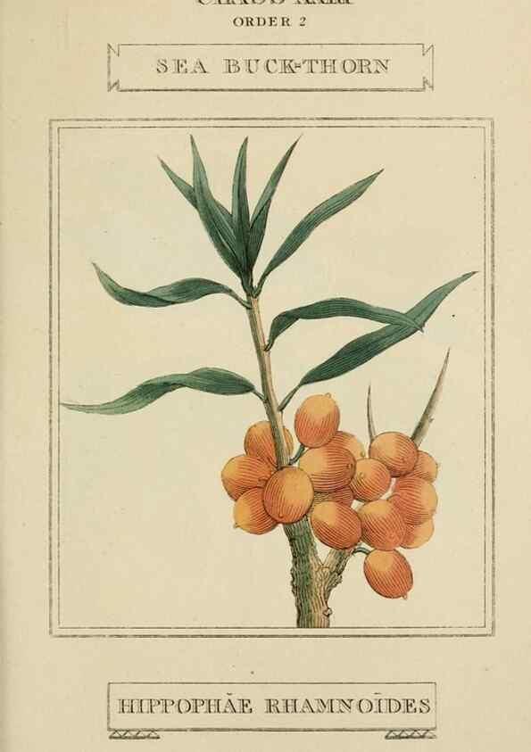Reproducción/Reproduction 9900498416: Elements of the science of botany,. London,Printed by T. Bensley for J. Murray.1812.