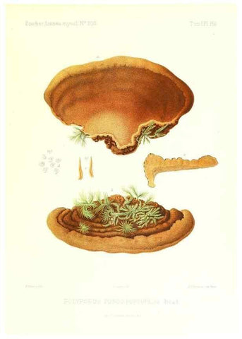 Reproducción/Reproduction 9801373383: Icones mycologicæ, ou Iconographie des champignons de France principalement Discomycetes,. Paris :P. Klincksieck, L. Lhomme, successeur,1905-10.