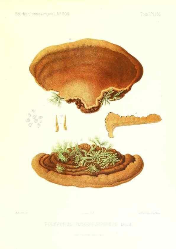 Reproducción/Reproduction 9801373383: Icones mycologicæ, ou Iconographie des champignons de France principalement Discomycetes,. Paris :P. Klincksieck, L. Lhomme, successeur,1905-10.