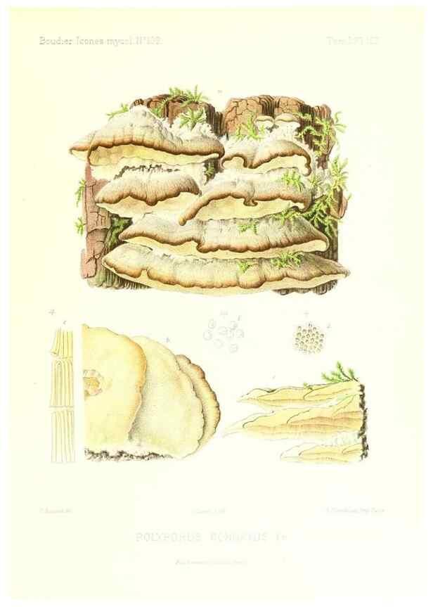Reproducción/Reproduction 9801291775: Icones mycologicæ, ou Iconographie des champignons de France principalement Discomycetes,. Paris :P. Klincksieck, L. Lhomme, successeur,1905-10.