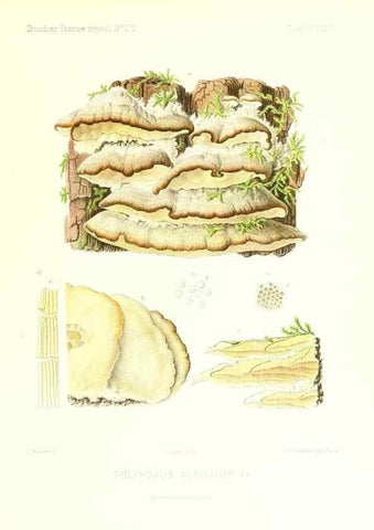 Reproducción/Reproduction 9801291775: Icones mycologicæ, ou Iconographie des champignons de France principalement Discomycetes,. Paris :P. Klincksieck, L. Lhomme, successeur,1905-10.