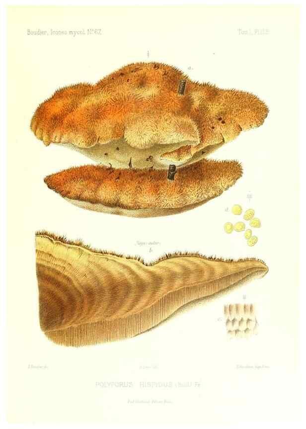 Reproducción/Reproduction 9801294575: Icones mycologicæ, ou Iconographie des champignons de France principalement Discomycetes,. Paris :P. Klincksieck, L. Lhomme, successeur,1905-10.