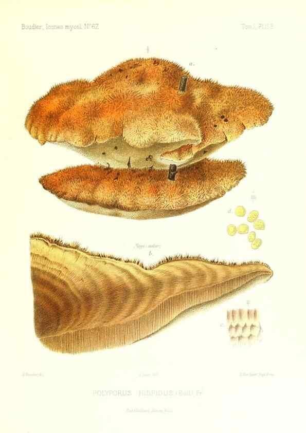Reproducción/Reproduction 9801294575: Icones mycologicæ, ou Iconographie des champignons de France principalement Discomycetes,. Paris :P. Klincksieck, L. Lhomme, successeur,1905-10.