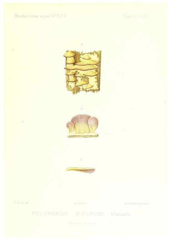 Reproducción/Reproduction 9801380893: Icones mycologicæ, ou Iconographie des champignons de France principalement Discomycetes,. Paris :P. Klincksieck, L. Lhomme, successeur,1905-10.
