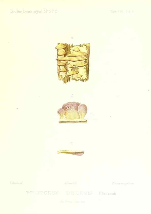 Reproducción/Reproduction 9801380893: Icones mycologicæ, ou Iconographie des champignons de France principalement Discomycetes,. Paris :P. Klincksieck, L. Lhomme, successeur,1905-10.