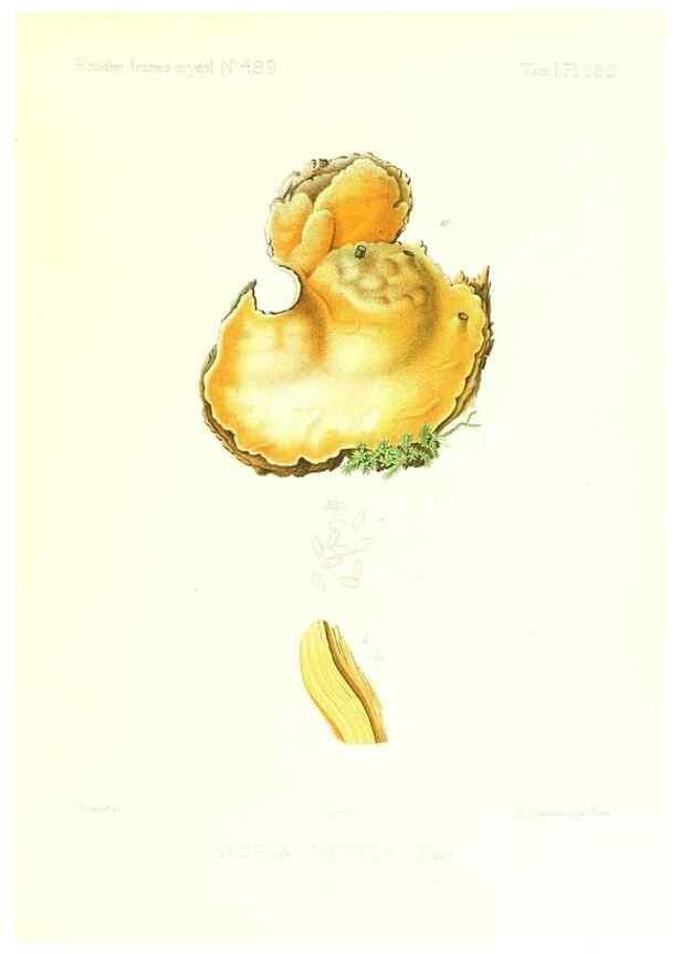 Reproducción/Reproduction 9801386983: Icones mycologicæ, ou Iconographie des champignons de France principalement Discomycetes,. Paris :P. Klincksieck, L. Lhomme, successeur,1905-10.