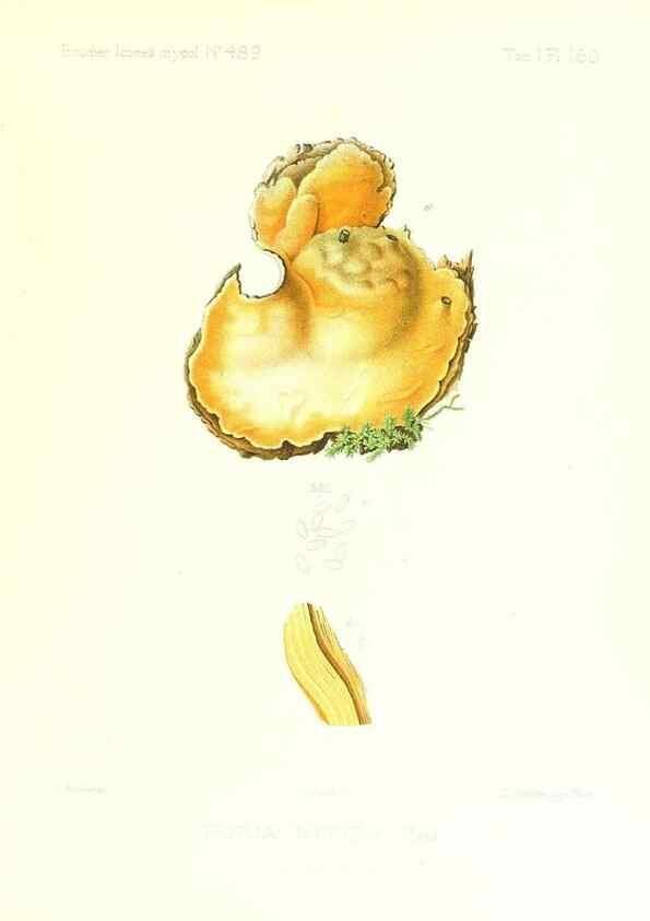 Reproducción/Reproduction 9801386983: Icones mycologicæ, ou Iconographie des champignons de France principalement Discomycetes,. Paris :P. Klincksieck, L. Lhomme, successeur,1905-10.