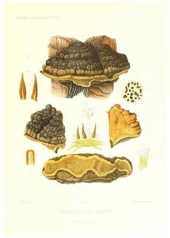 Reproducción/Reproduction 9801336926: Icones mycologicæ, ou Iconographie des champignons de France principalement Discomycetes,. Paris :P. Klincksieck, L. Lhomme, successeur,1905-10.