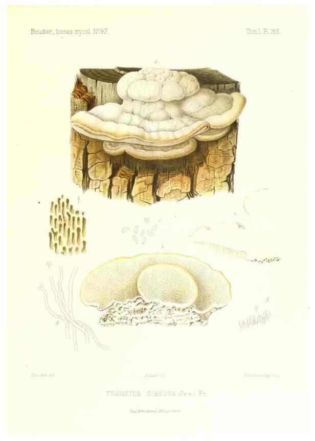 Reproducción/Reproduction 9801339986: Icones mycologicæ, ou Iconographie des champignons de France principalement Discomycetes,. Paris :P. Klincksieck, L. Lhomme, successeur,1905-10.