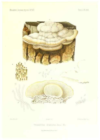 Reproducción/Reproduction 9801339986: Icones mycologicæ, ou Iconographie des champignons de France principalement Discomycetes,. Paris :P. Klincksieck, L. Lhomme, successeur,1905-10.
