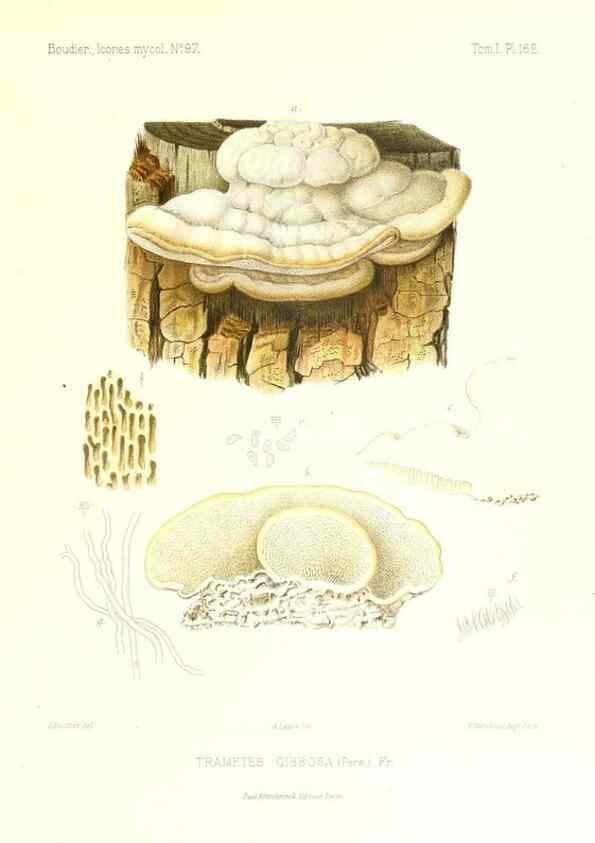 Reproducción/Reproduction 9801339986: Icones mycologicæ, ou Iconographie des champignons de France principalement Discomycetes,. Paris :P. Klincksieck, L. Lhomme, successeur,1905-10.