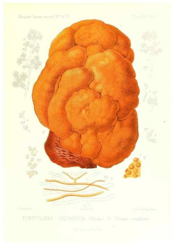 Reproducción/Reproduction 9801338214: Icones mycologicæ, ou Iconographie des champignons de France principalement Discomycetes,. Paris :P. Klincksieck, L. Lhomme, successeur,1905-10.
