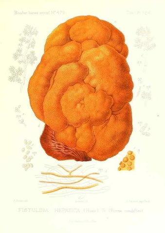 Reproducción/Reproduction 9801338214: Icones mycologicæ, ou Iconographie des champignons de France principalement Discomycetes,. Paris :P. Klincksieck, L. Lhomme, successeur,1905-10.