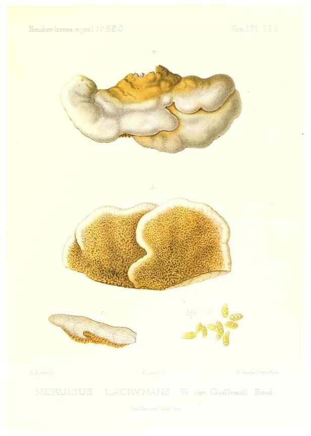 Reproducción/Reproduction 9801315405: Icones mycologicæ, ou Iconographie des champignons de France principalement Discomycetes,. Paris :P. Klincksieck, L. Lhomme, successeur,1905-10.