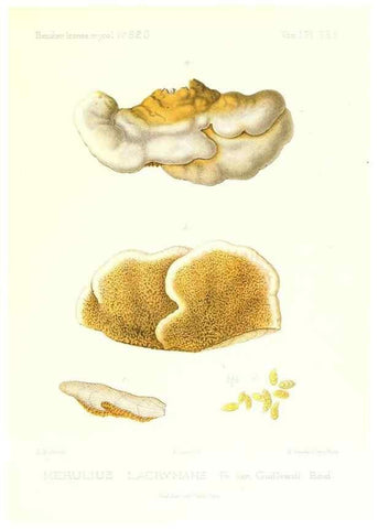 Reproducción/Reproduction 9801315405: Icones mycologicæ, ou Iconographie des champignons de France principalement Discomycetes,. Paris :P. Klincksieck, L. Lhomme, successeur,1905-10.