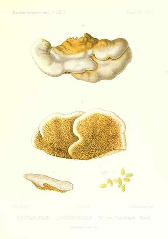 Reproducción/Reproduction 9801315405: Icones mycologicæ, ou Iconographie des champignons de France principalement Discomycetes,. Paris :P. Klincksieck, L. Lhomme, successeur,1905-10.