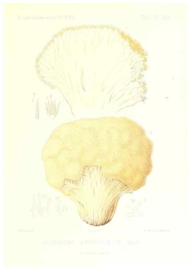 Reproducción/Reproduction 9801343104: Icones mycologicæ, ou Iconographie des champignons de France principalement Discomycetes,. Paris :P. Klincksieck, L. Lhomme, successeur,1905-10.