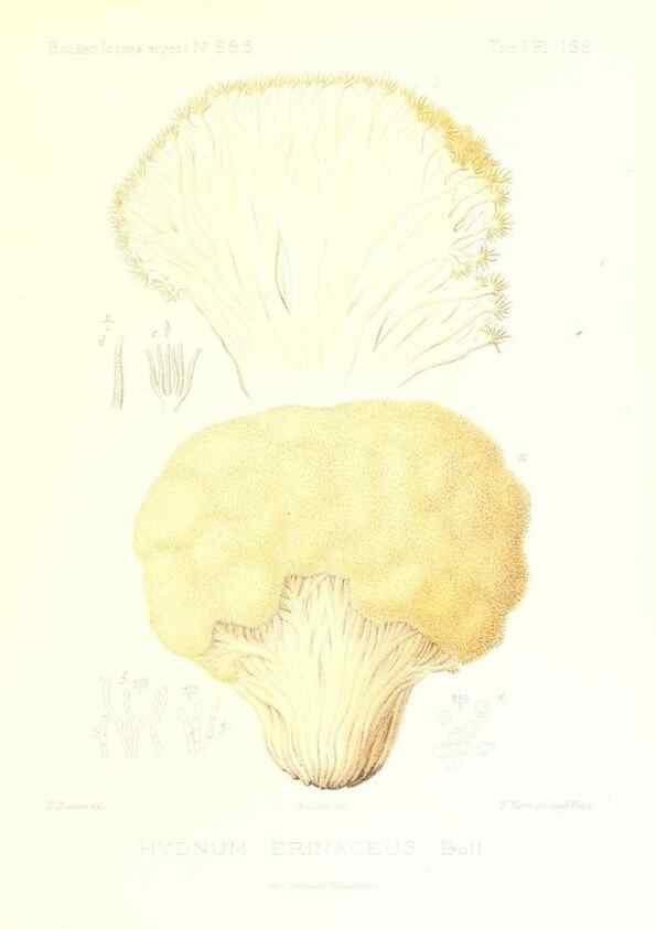 Reproducción/Reproduction 9801343104: Icones mycologicæ, ou Iconographie des champignons de France principalement Discomycetes,. Paris :P. Klincksieck, L. Lhomme, successeur,1905-10.