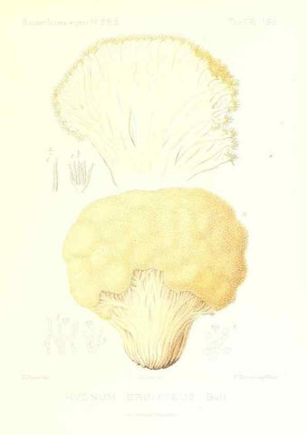 Reproducción/Reproduction 9801343104: Icones mycologicæ, ou Iconographie des champignons de France principalement Discomycetes,. Paris :P. Klincksieck, L. Lhomme, successeur,1905-10.