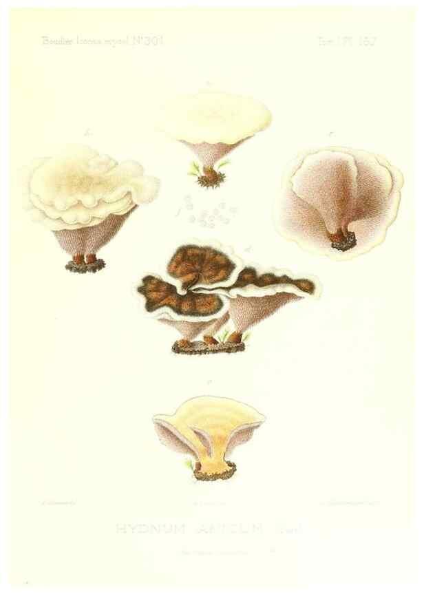 Reproducción/Reproduction 9801345344: Icones mycologicæ, ou Iconographie des champignons de France principalement Discomycetes,. Paris :P. Klincksieck, L. Lhomme, successeur,1905-10.