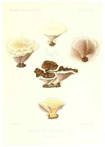 Reproducción/Reproduction 9801345344: Icones mycologicæ, ou Iconographie des champignons de France principalement Discomycetes,. Paris :P. Klincksieck, L. Lhomme, successeur,1905-10.