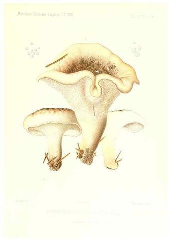 Reproducción/Reproduction 9801347494: Icones mycologicæ, ou Iconographie des champignons de France principalement Discomycetes,. Paris :P. Klincksieck, L. Lhomme, successeur,1905-10.