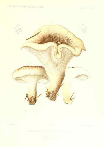 Reproducción/Reproduction 9801347494: Icones mycologicæ, ou Iconographie des champignons de France principalement Discomycetes,. Paris :P. Klincksieck, L. Lhomme, successeur,1905-10.
