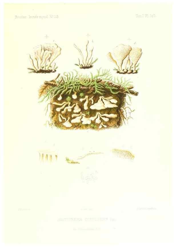 Reproducción/Reproduction 9801324265: Icones mycologicæ, ou Iconographie des champignons de France principalement Discomycetes,. Paris :P. Klincksieck, L. Lhomme, successeur,1905-10.