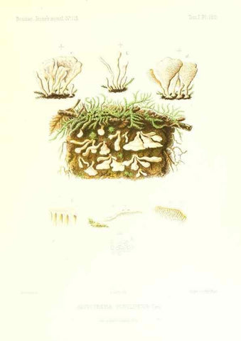 Reproducción/Reproduction 9801324265: Icones mycologicæ, ou Iconographie des champignons de France principalement Discomycetes,. Paris :P. Klincksieck, L. Lhomme, successeur,1905-10.
