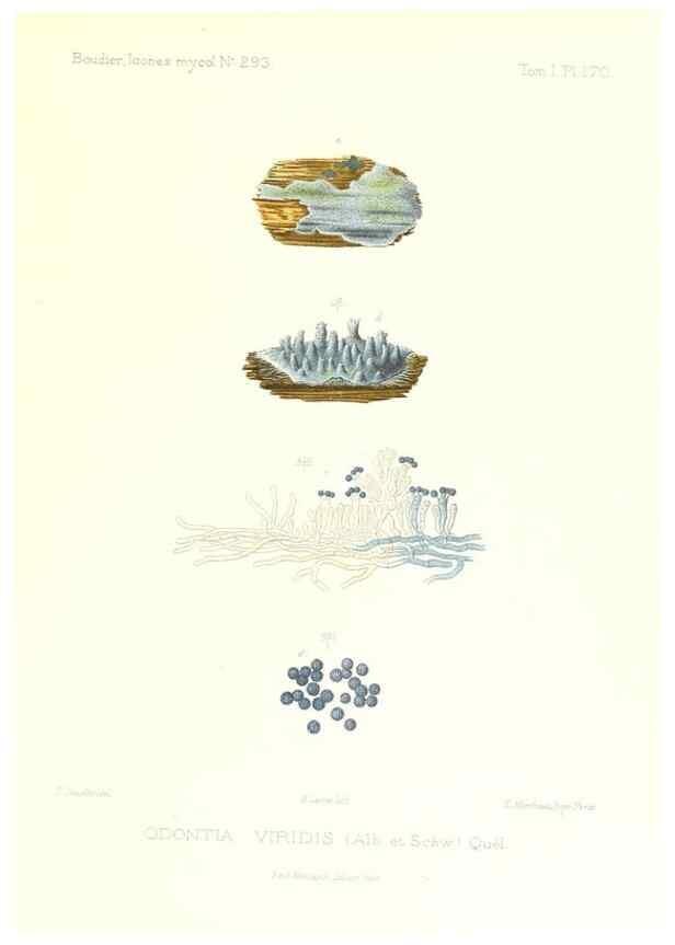 Reproducción/Reproduction 9801351394: Icones mycologicæ, ou Iconographie des champignons de France principalement Discomycetes,. Paris :P. Klincksieck, L. Lhomme, successeur,1905-10.