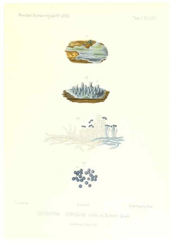 Reproducción/Reproduction 9801351394: Icones mycologicæ, ou Iconographie des champignons de France principalement Discomycetes,. Paris :P. Klincksieck, L. Lhomme, successeur,1905-10.