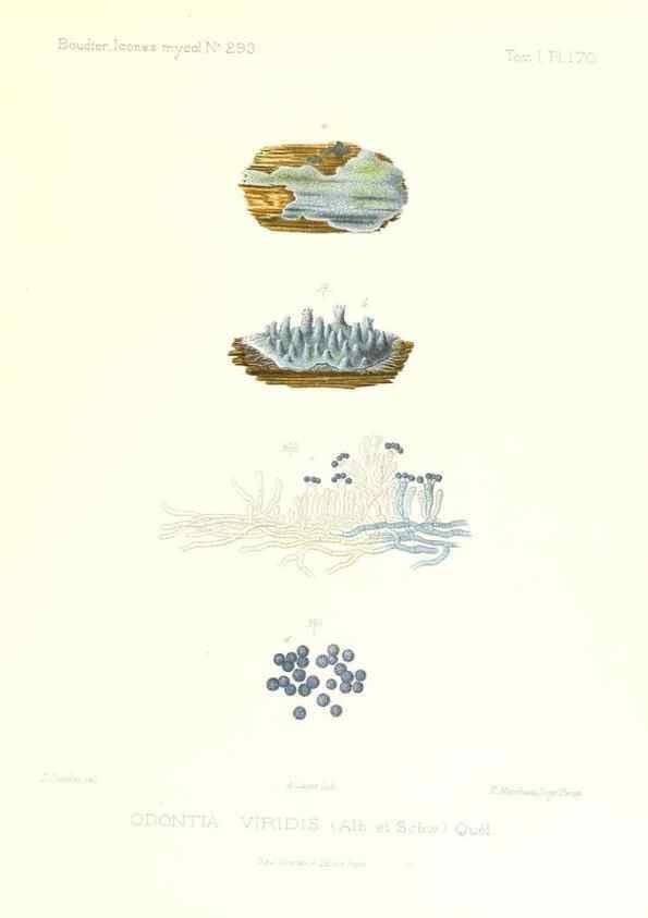 Reproducción/Reproduction 9801351394: Icones mycologicæ, ou Iconographie des champignons de France principalement Discomycetes,. Paris :P. Klincksieck, L. Lhomme, successeur,1905-10.