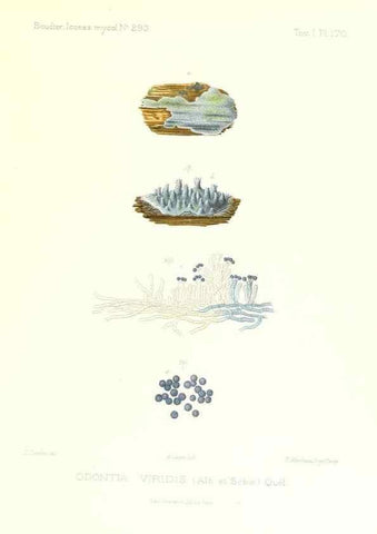 Reproducción/Reproduction 9801351394: Icones mycologicæ, ou Iconographie des champignons de France principalement Discomycetes,. Paris :P. Klincksieck, L. Lhomme, successeur,1905-10.