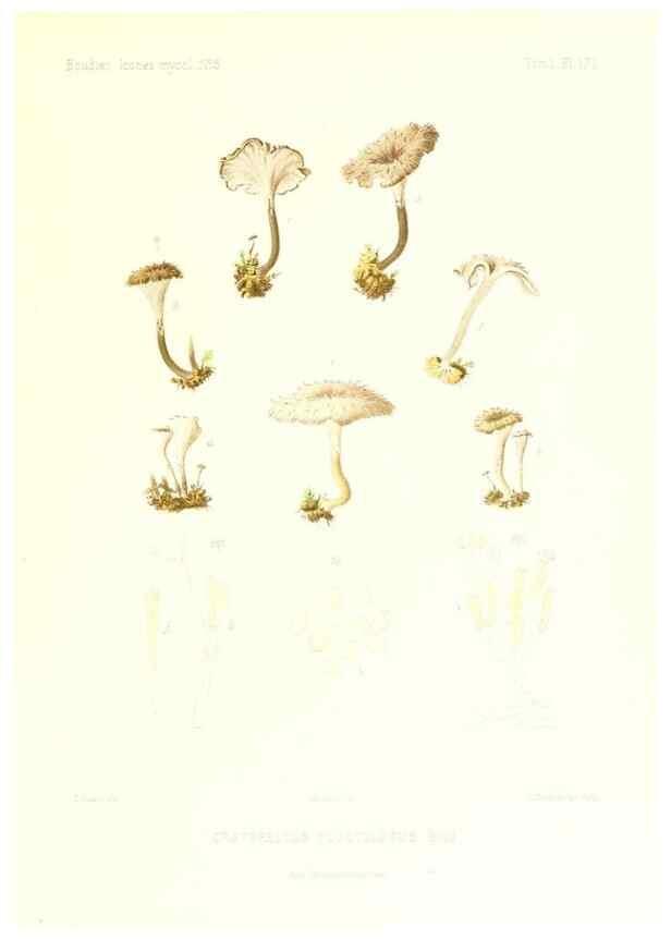 Reproducción/Reproduction 9801360986: Icones mycologicæ, ou Iconographie des champignons de France principalement Discomycetes,. Paris :P. Klincksieck, L. Lhomme, successeur,1905-10.