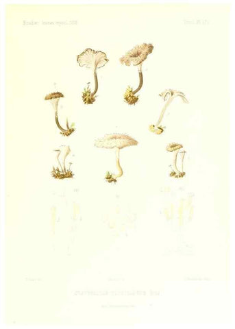 Reproducción/Reproduction 9801360986: Icones mycologicæ, ou Iconographie des champignons de France principalement Discomycetes,. Paris :P. Klincksieck, L. Lhomme, successeur,1905-10.