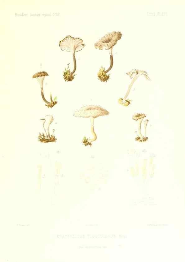 Reproducción/Reproduction 9801360986: Icones mycologicæ, ou Iconographie des champignons de France principalement Discomycetes,. Paris :P. Klincksieck, L. Lhomme, successeur,1905-10.